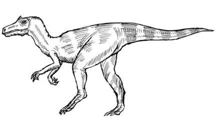 Coloring pages: Allosaurus