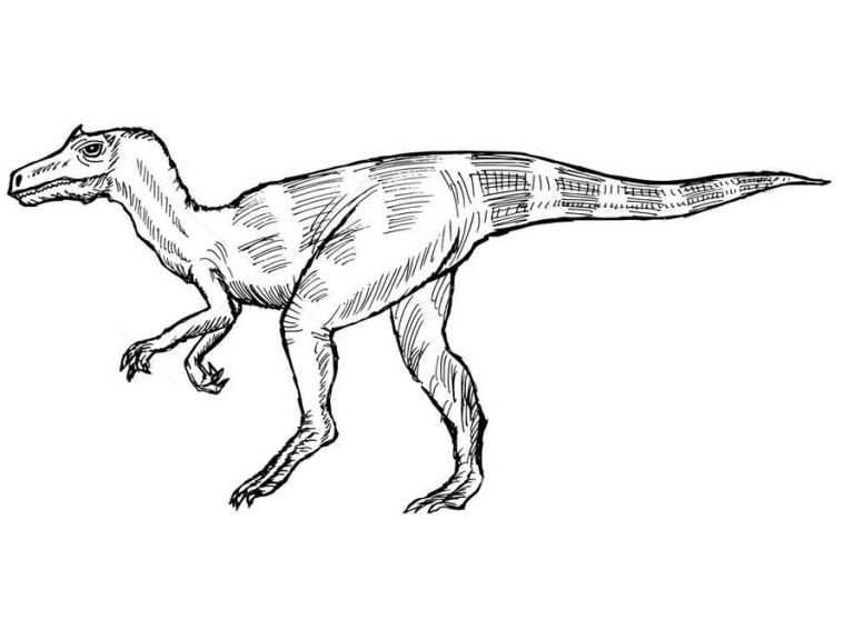 Ausmalbilder: Allosaurus zum ausdrucken, kostenlos, für Kinder und