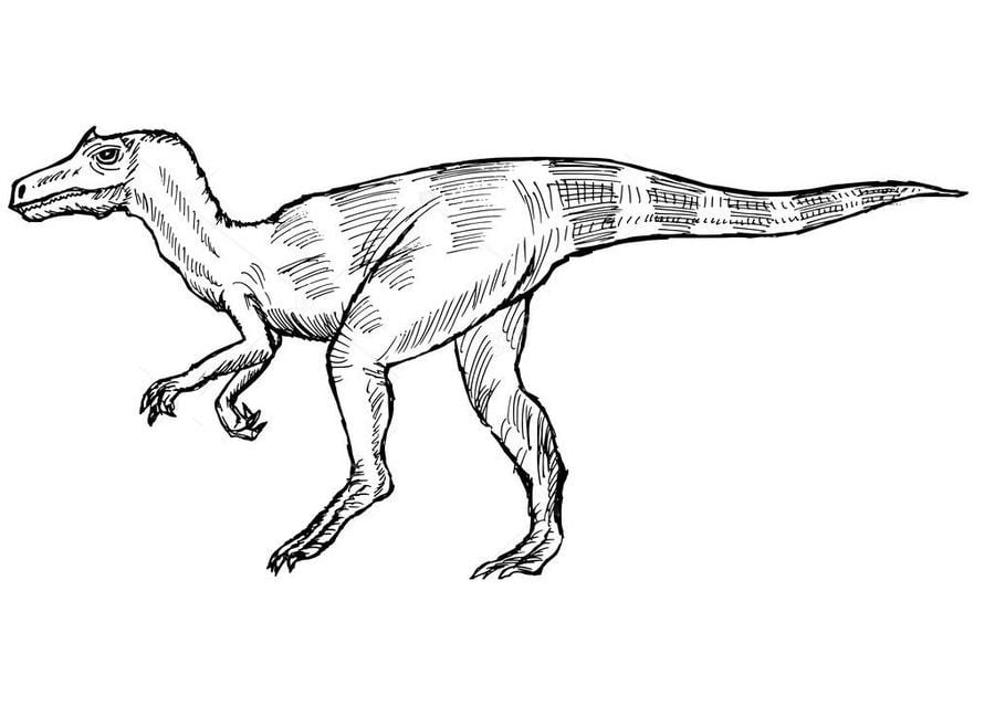 Dibujos para colorear: Allosaurus, lagarto extraño