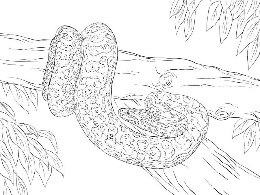 Disegni da colorare: Anaconda