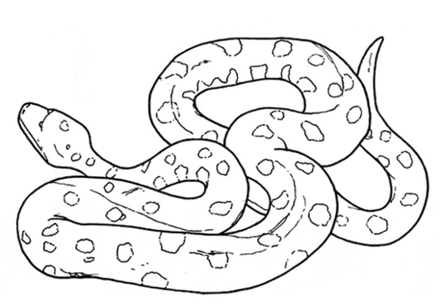 Disegni da colorare: Anaconda