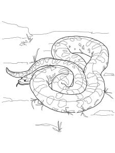 Dibujos Para Colorear Anaconda Imprimible Gratis Para Los Ni Os Y Los Adultos