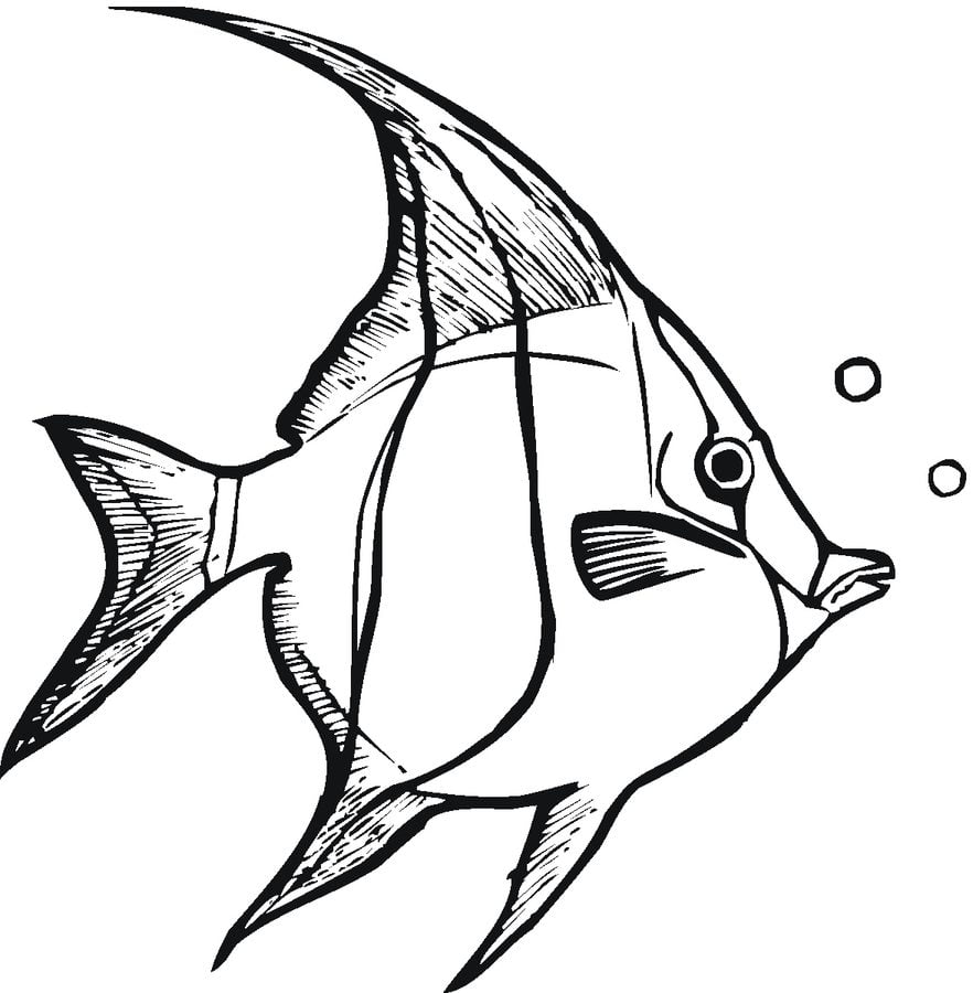 Coloriages: Poissons-anges 2