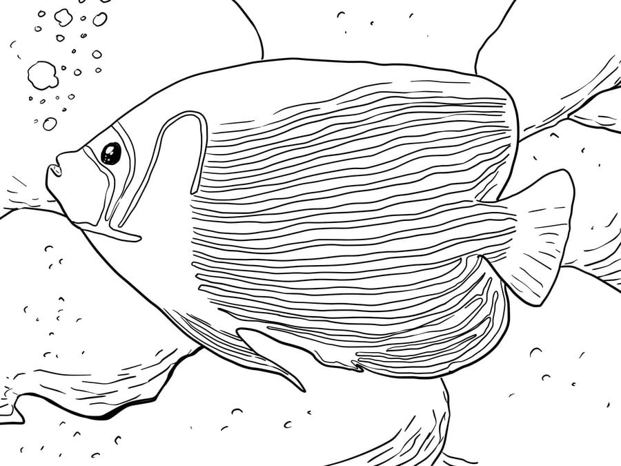 Coloriages: Poissons-anges 5