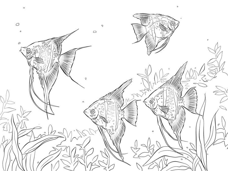 Coloriages: Poissons-anges 8