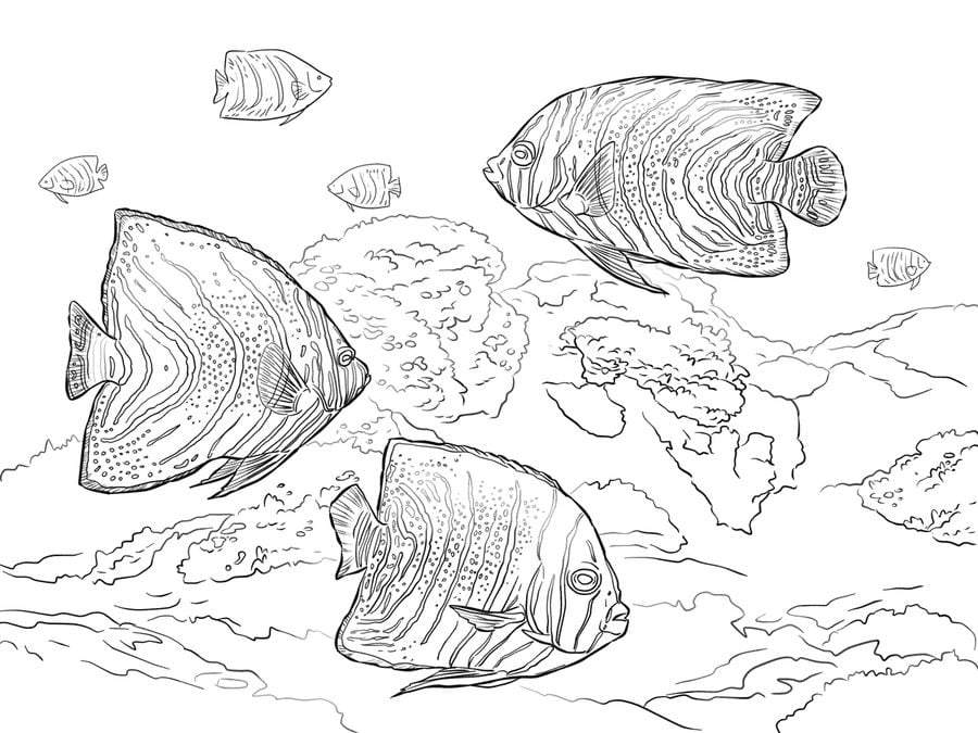 Coloriages: Poissons-anges 9