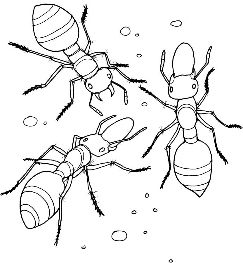 Dibujos para colorear: Hormigas imprimible, gratis, para los niños y los  adultos