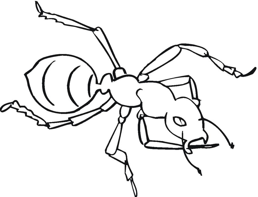 Ausmalbilder: Ameisen