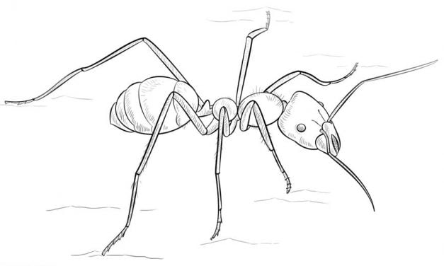 Ausmalbilder: Ameisen