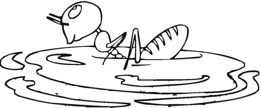 Coloring pages: Ants