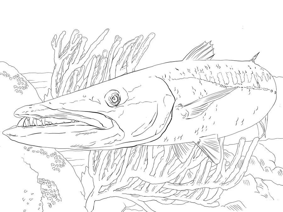 Ausmalbilder: Barrkudas 3
