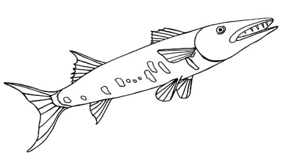 Ausmalbilder: Barrkudas 5