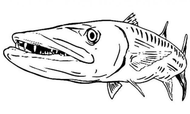 Coloring pages: Barracudas