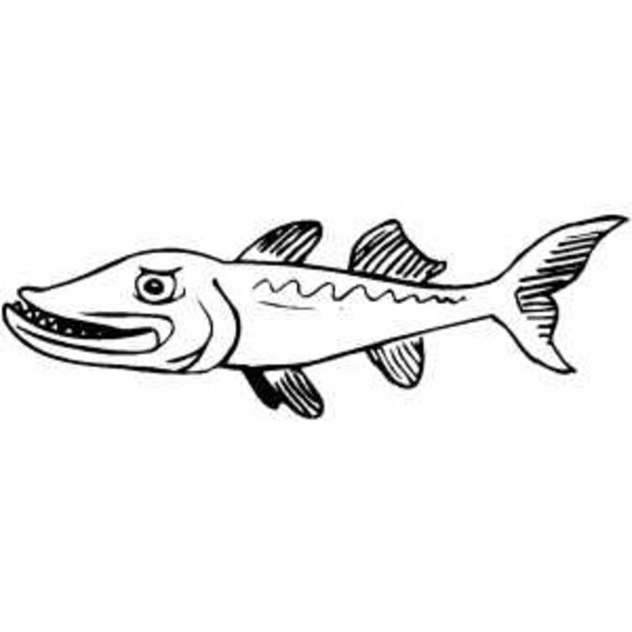 Disegni da colorare: Barracuda