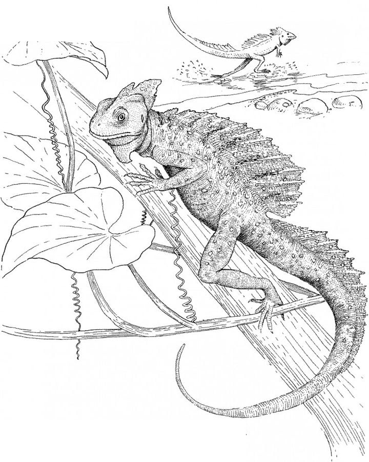 Coloring pages: Basilisk lizard