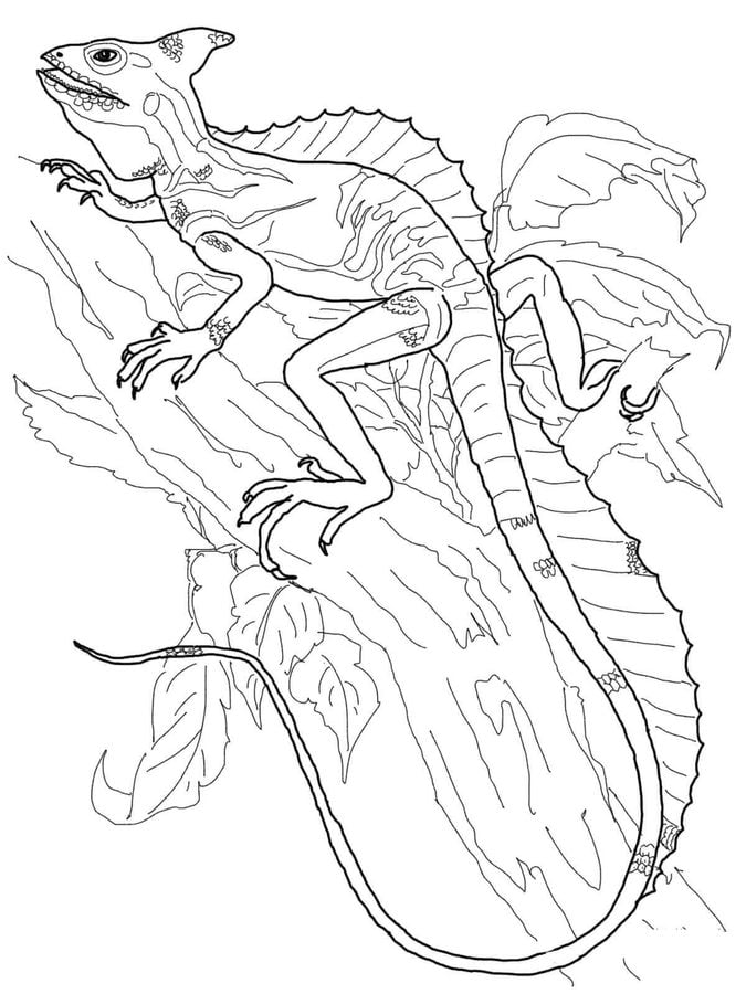 Download Coloring pages: Coloring pages: Basilisk lizard, printable for kids & adults, free