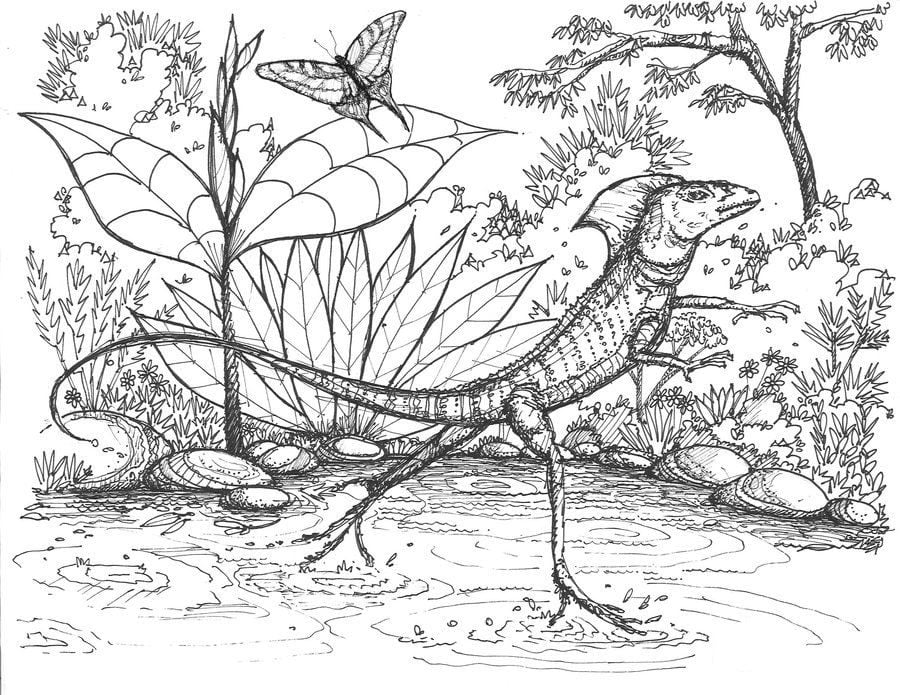 Coloring pages: Coloring pages: Basilisk lizard, printable  