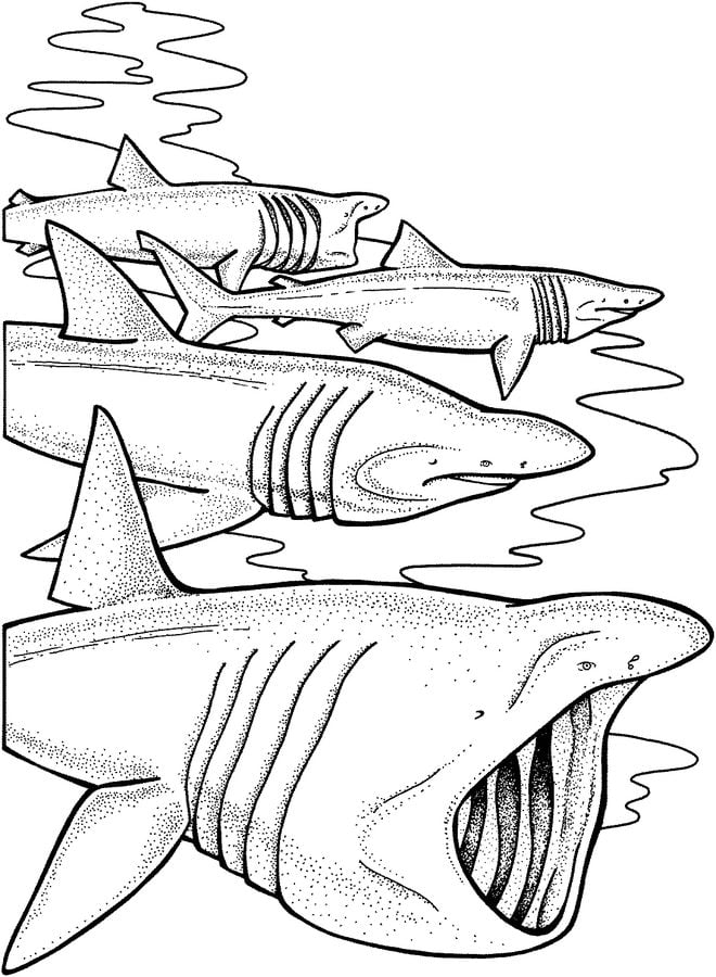 Coloriages: Requins pèlerins