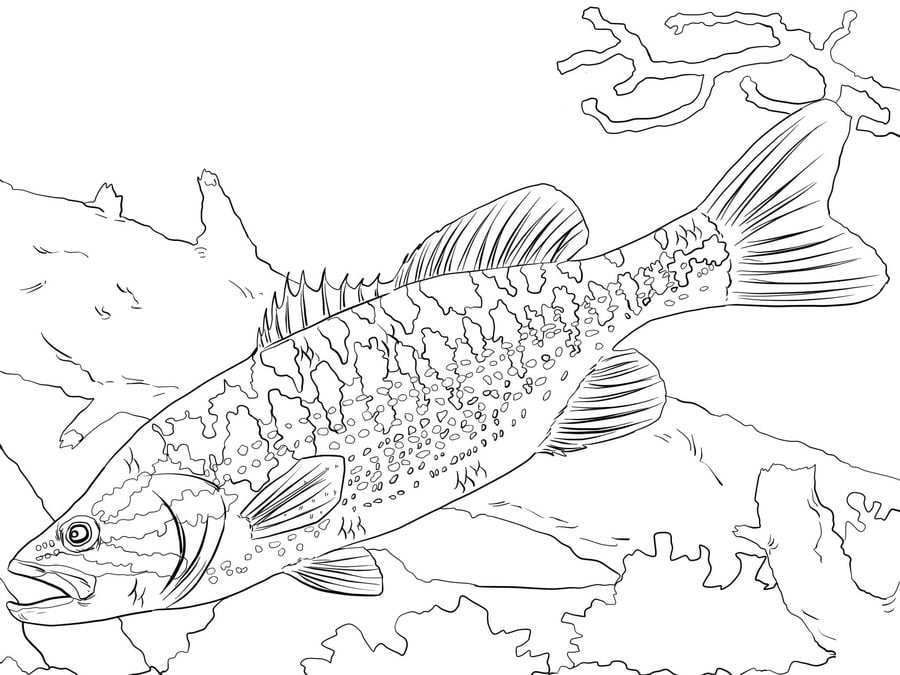 Coloring pages: Basses 2