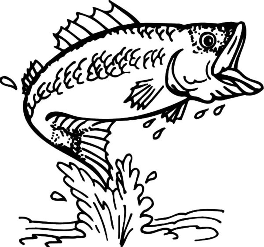 Coloring pages: Basses