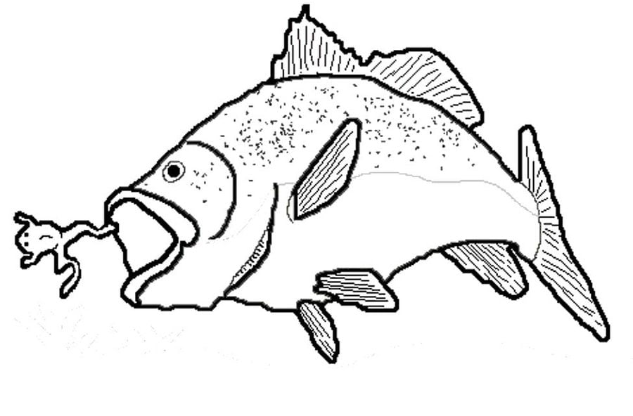 Coloring pages: Basses