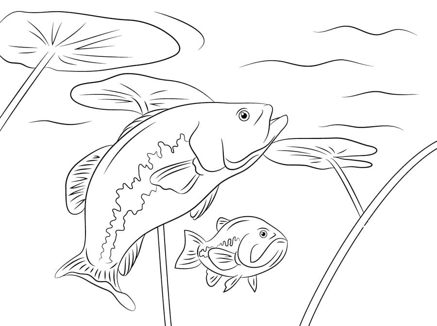 Coloring pages: Basses 6