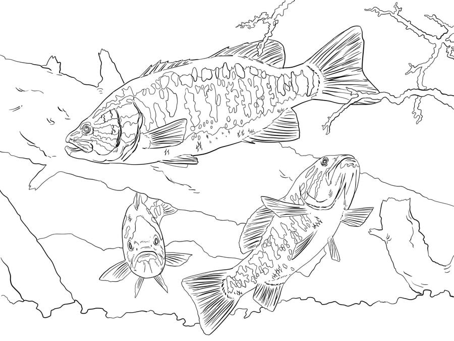 Coloring pages: Basses 7