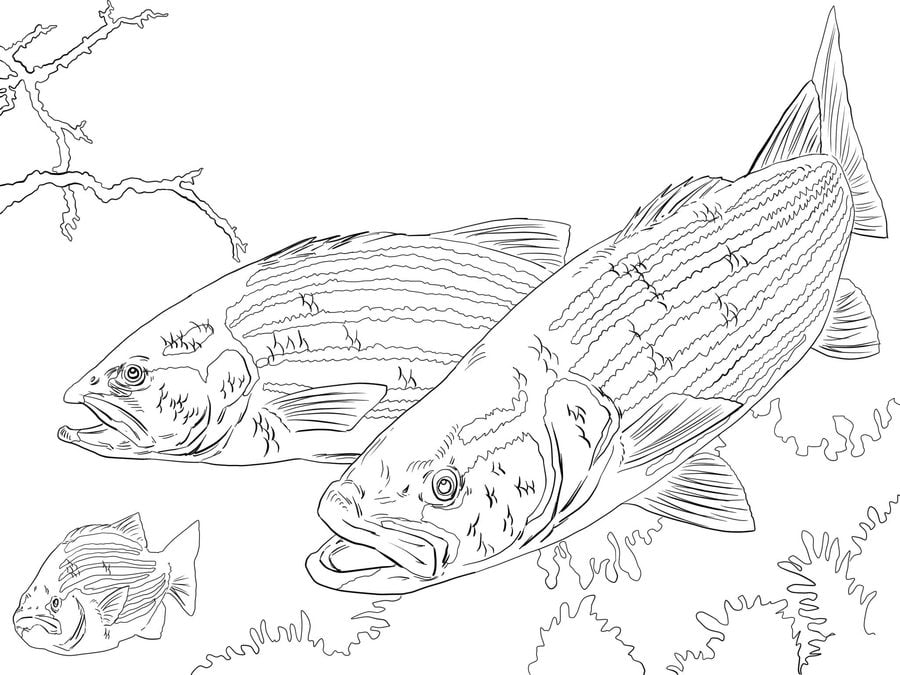Coloring pages: Basses 8