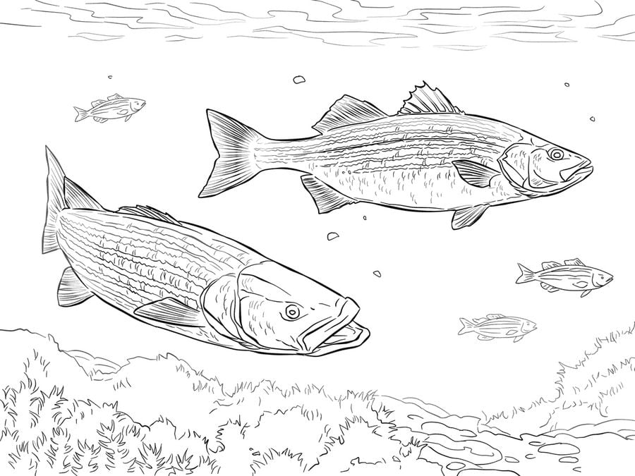 Coloring pages: Basses 9
