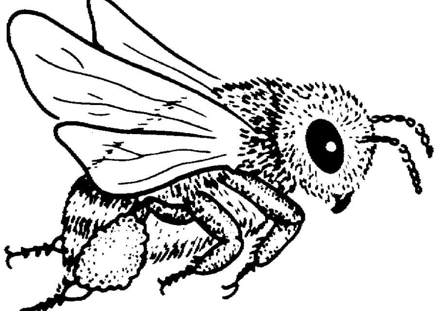 Ausmalbilder: Bienen