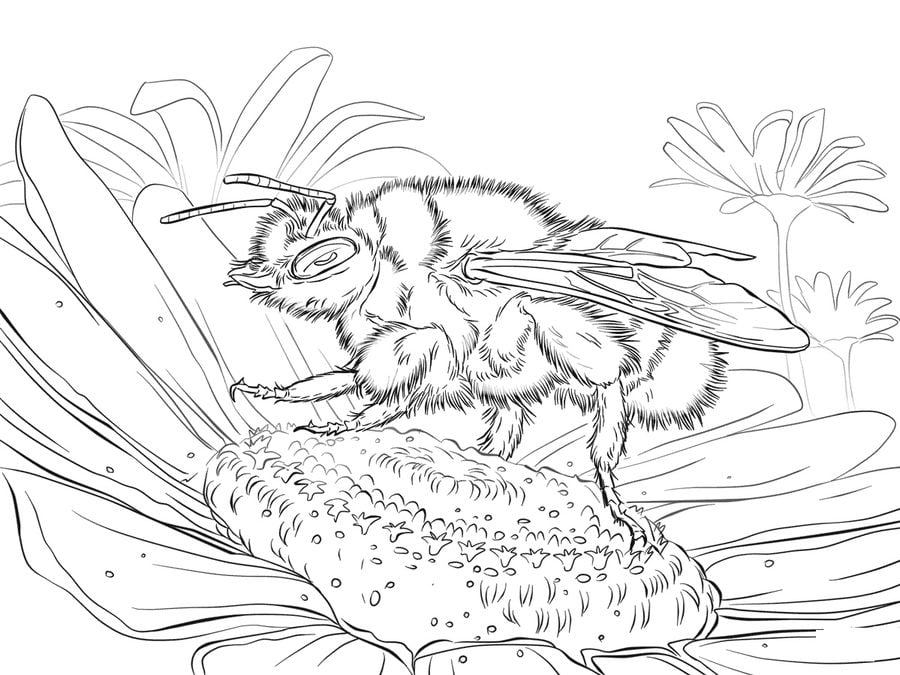 Coloring pages: Bees