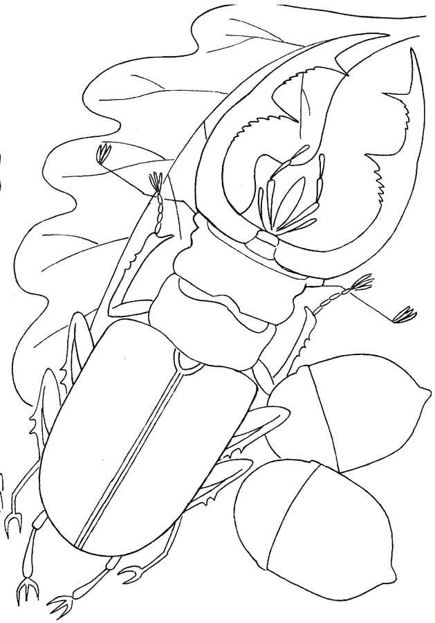 Coloring pages: Beetles 1