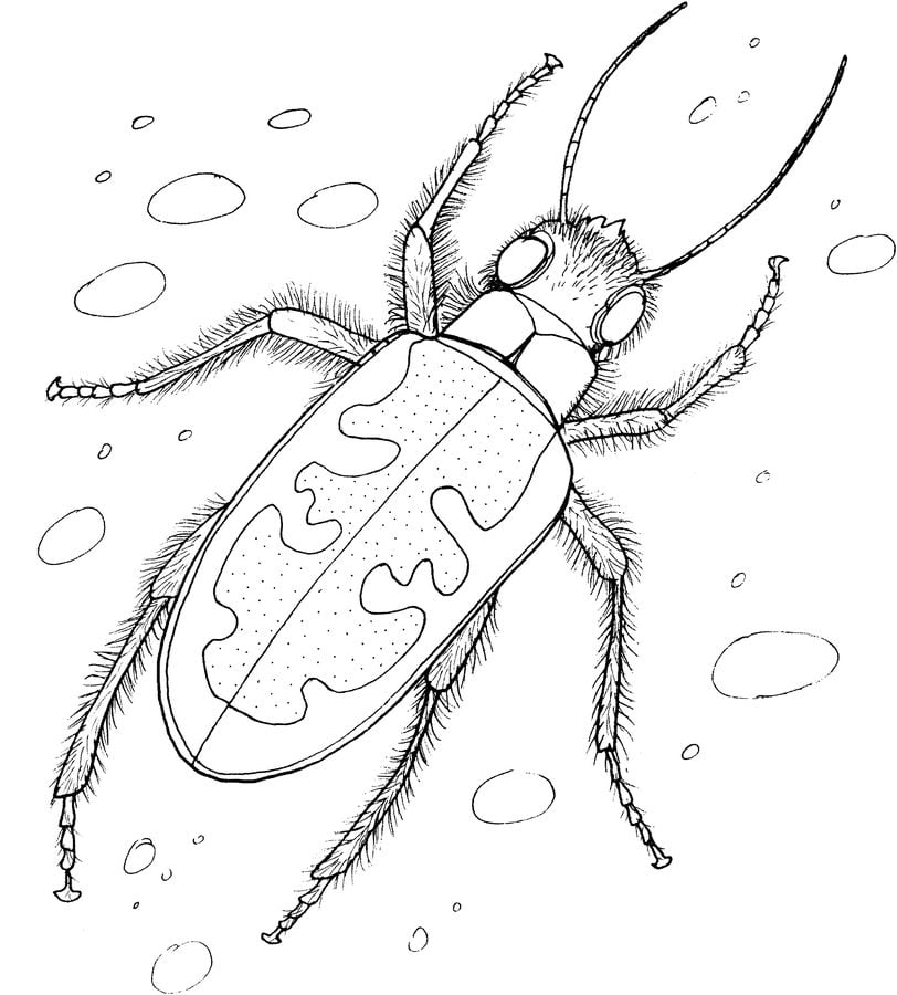 Coloring pages: Beetles