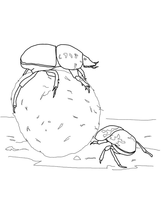 Coloring pages: Beetles 4