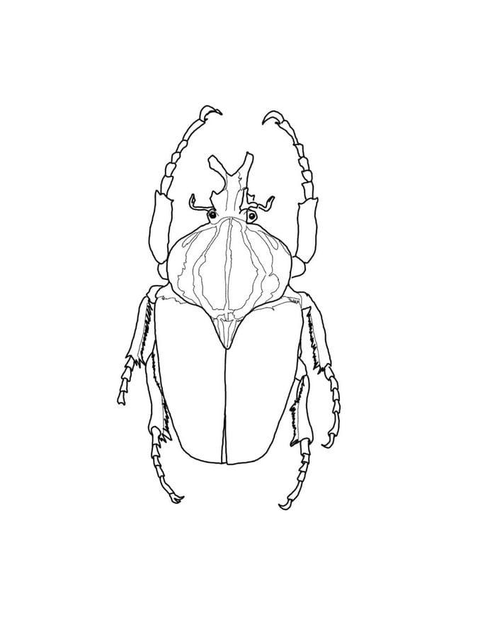 Coloring pages: Beetles 5