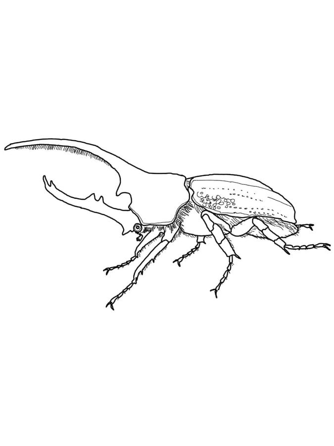 Dibujos para colorear: Escarabajos