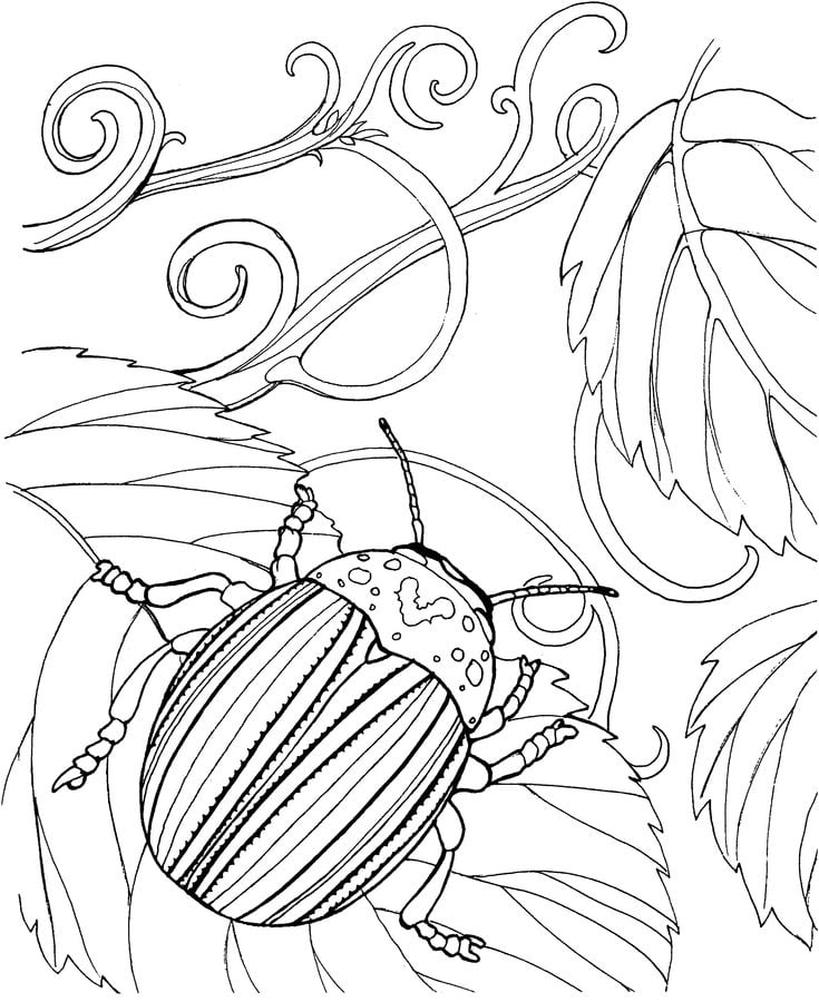 Dibujos para colorear: Escarabajos