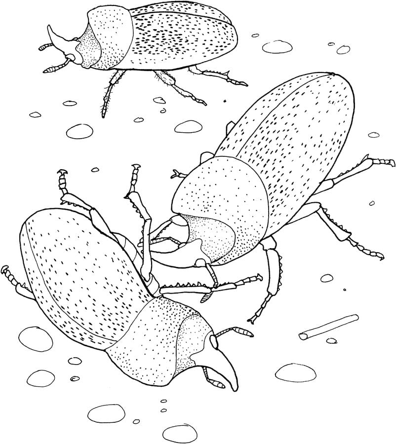 Coloring pages: Beetles