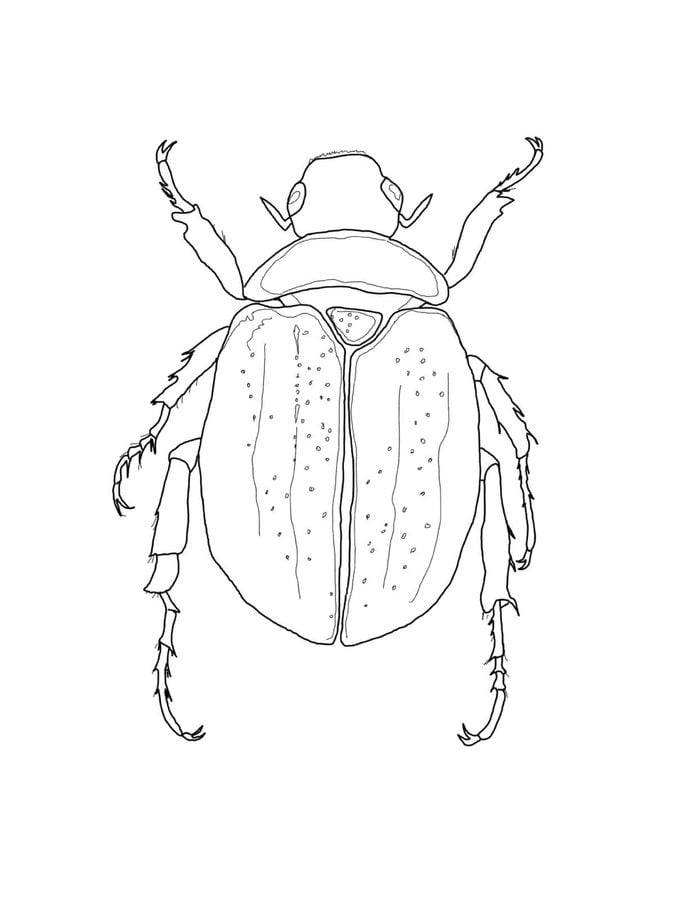 Coloring pages: Beetles