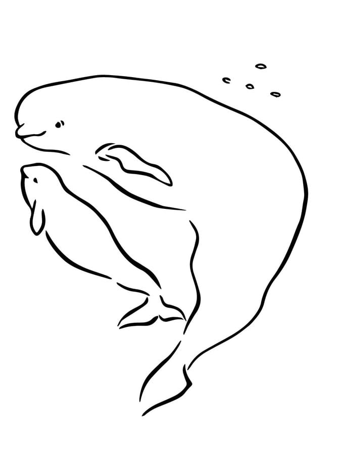 Disegni da colorare: Beluga