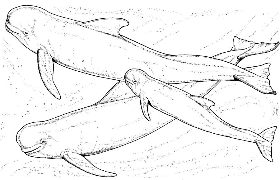 Ausmalbilder: Beluga