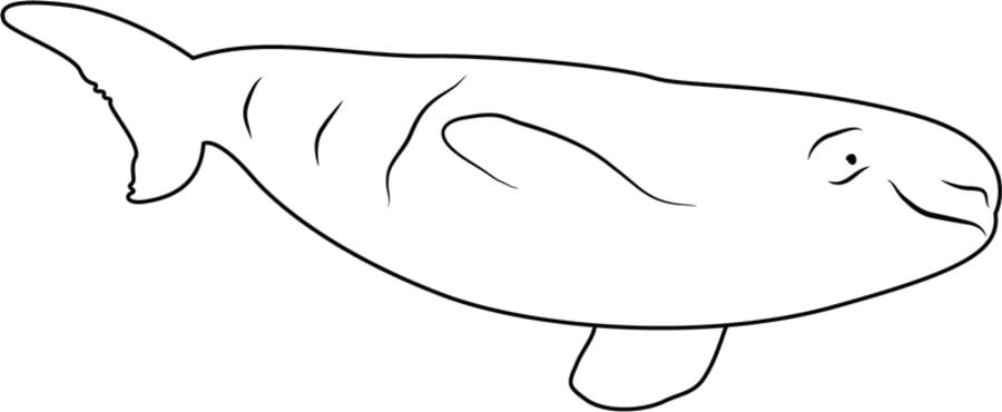 Coloring pages: Beluga whale