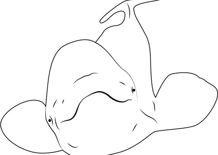 Dibujos para colorear: Beluga