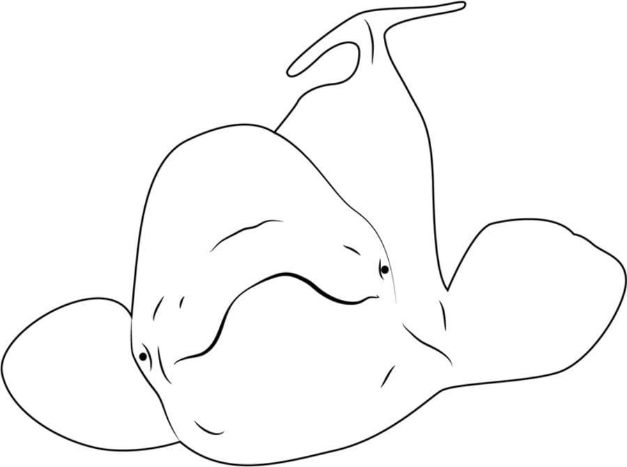Coloring pages: Beluga whale