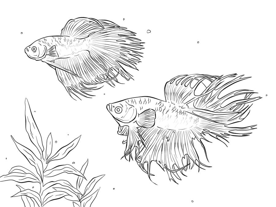 Coloring pages: Betta fish 10