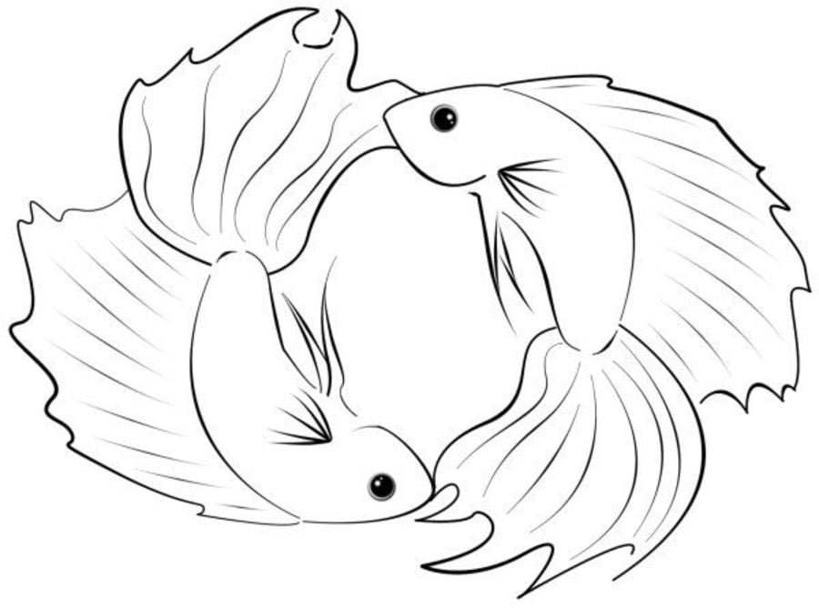Coloring pages: Betta fish 2