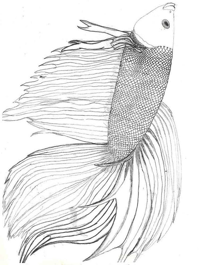 Coloring pages: Betta fish 4