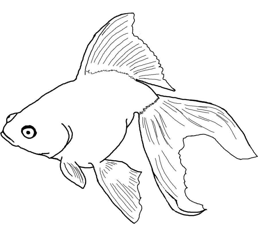 Coloring pages: Betta fish 5