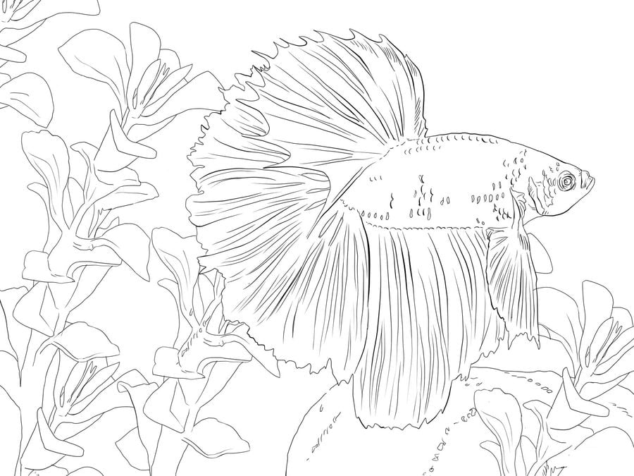 Coloring pages: Betta fish 6