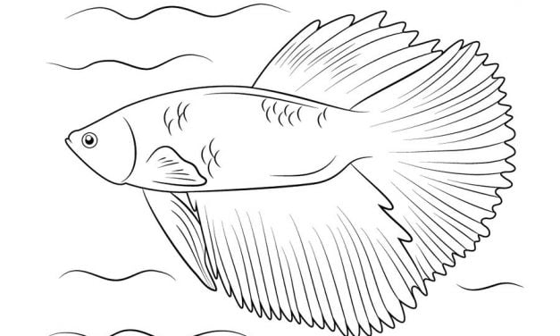 Coloring pages: Betta fish